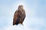 Image. Seeadler