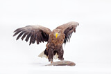 Image. Seeadler