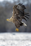 Image. Seeadler