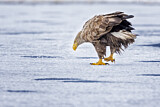 Image. Seeadler