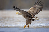 Image. Seeadler