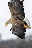 Image. Seeadler