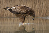 Image. Seeadler