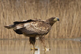 Image. Seeadler