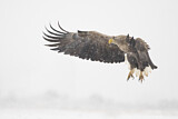 Image. Seeadler