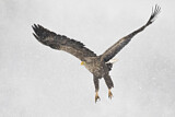Image. Seeadler