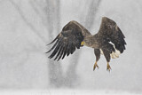 Image. Seeadler