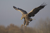 Image. Seeadler
