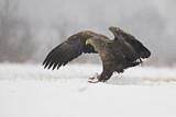 Image. Seeadler