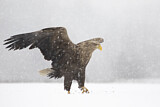 Image. Seeadler