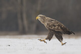 Image. Seeadler
