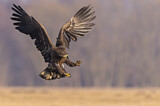 Image. Seeadler