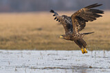Image. Seeadler