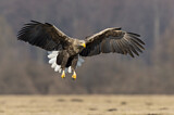 Image. Seeadler