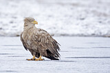 Image. Seeadler