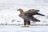 Image. Seeadler