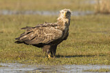 Image. Seeadler