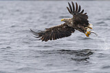 Image. Seeadler
