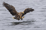 Image. Seeadler