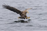 Image. Seeadler