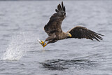 Image. Seeadler