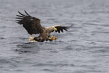 Image. Seeadler