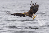 Image. Seeadler