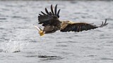 Image. Seeadler