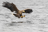 Image. Seeadler