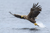 Image. Seeadler