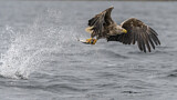 Image. Seeadler