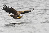 Image. Seeadler