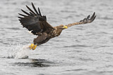 Image. Seeadler
