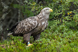 Image. Seeadler