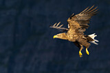 Image. Seeadler