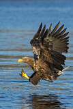 Image. Seeadler