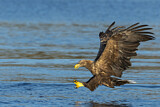 Image. Seeadler