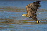 Image. Seeadler
