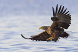 Image. Seeadler