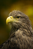 Image. Seeadler