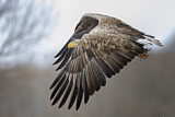 Image. Seeadler
