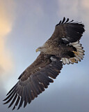Image. Seeadler