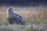 Image. Seeadler