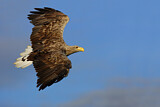 Image. Seeadler