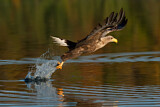 Image. Seeadler