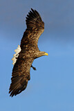 Image. Seeadler