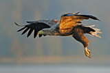 Image. Seeadler