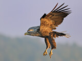 Image. Seeadler
