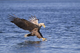 Image. Seeadler