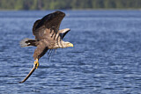 Image. Seeadler